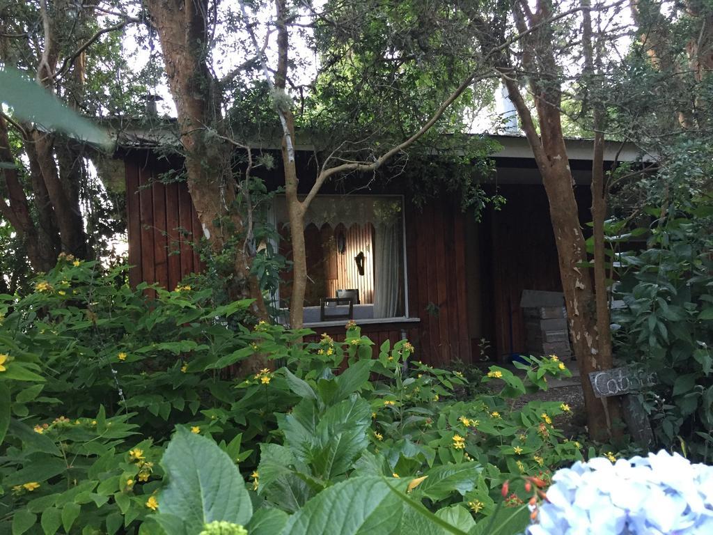 Cabanas El Bosque Patagonico 弗鲁蒂亚尔 外观 照片